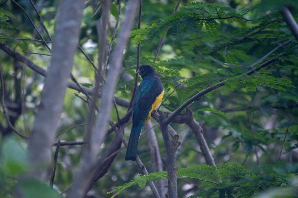 avistamiento de aves Isla Navidad Resort