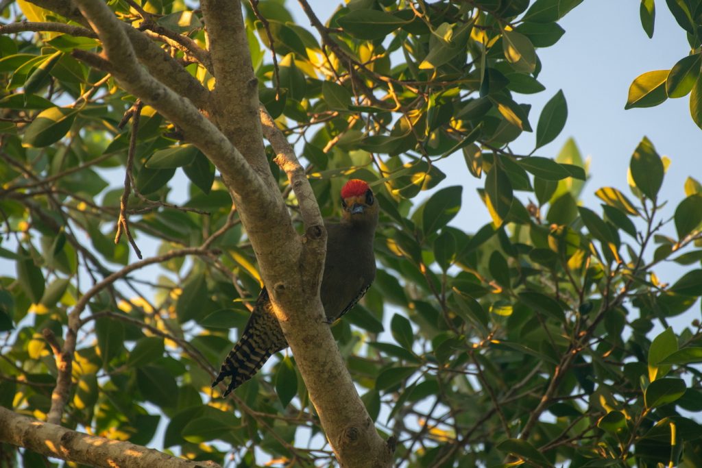 avistamiento de aves Isla Navidad Resort