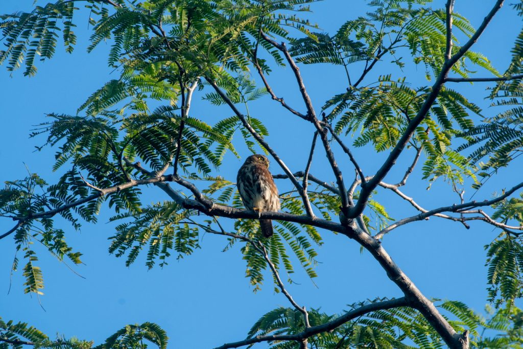 avistamiento de aves Isla Navidad Resort