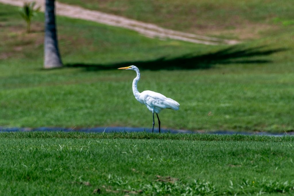 avistamiento de aves Isla Navidad Resort