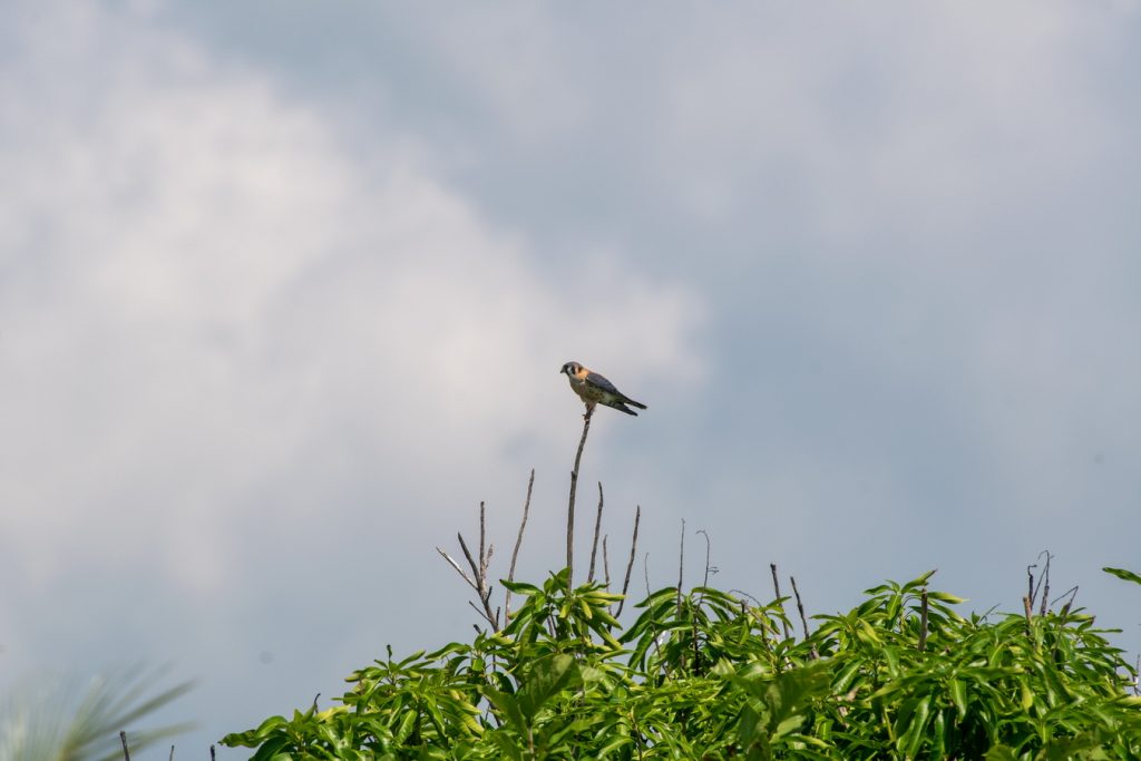 avistamiento de aves Isla Navidad Resort