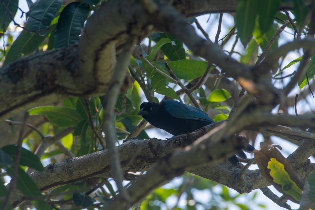 avistamiento de aves Isla Navidad Resort