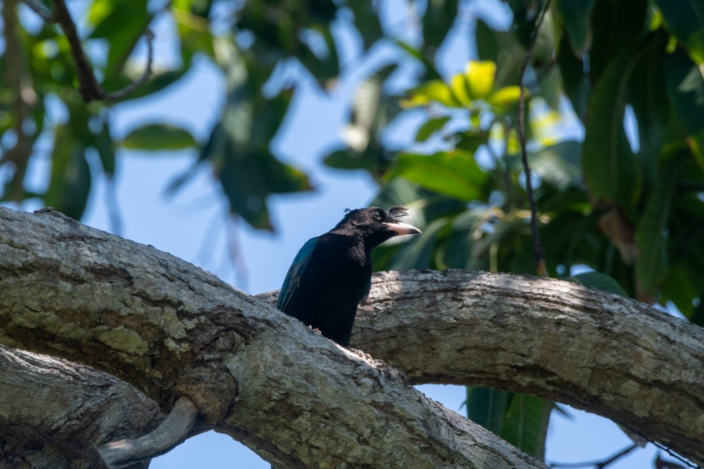 avistamiento de aves Isla Navidad Resort