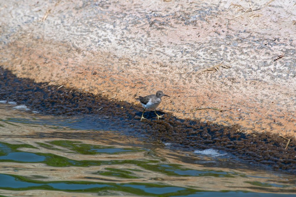 avistamiento de aves Isla Navidad Resort