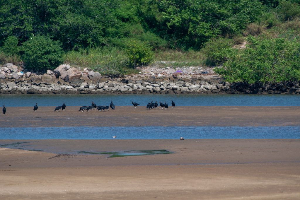 avistamiento de aves Isla Navidad Resort