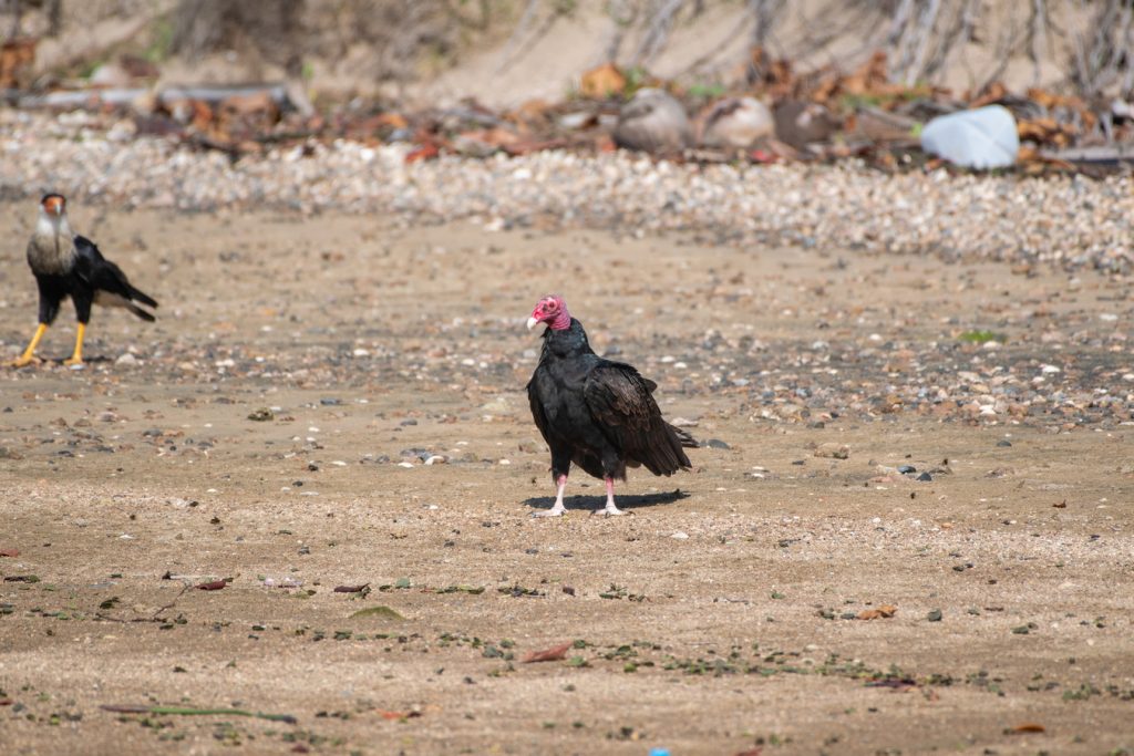 avistamiento de aves Isla Navidad Resort